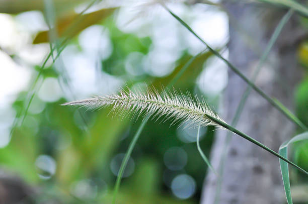 Cenchrus pedicellatus, grass inflorescence or  Indian comet grass or  Perotis or Perotis indica or Setaria leucopila or Zacate tempranero or grass flower or weed