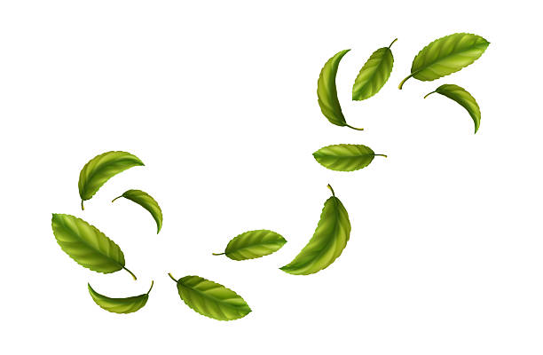realistic vector icon illustration. Falling flying wave with green tea leaves isolated on background.