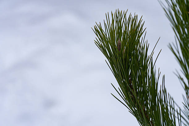 Snow among the pine needles.