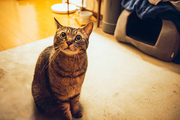 A tabby cat sitting indoors on a soft floor, looking up with wide, curious eyes. Warm ambient lighting and shallow depth of field create an intimate, emotional atmosphere, ideal for themes of pets, affection, attention, expectation, and everyday life.