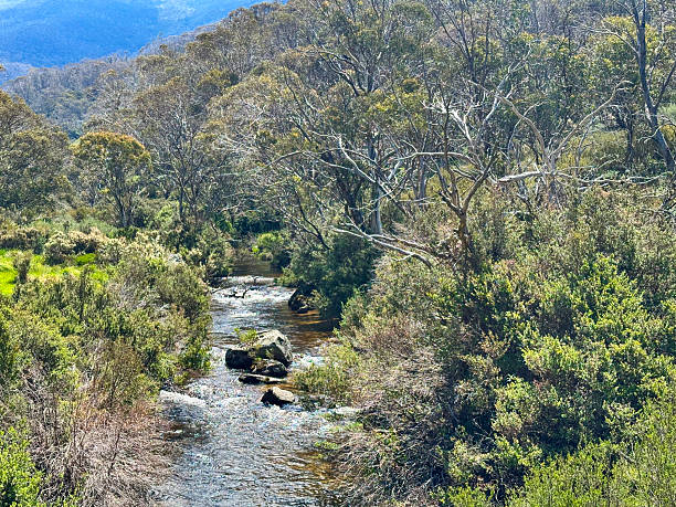 The Thredbo river in the Australian Snowy Mountains