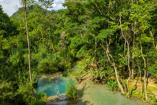 Lush green forest surrounds a clear turquoise pool and limestone stream at Kuang Si Falls in northern Laos. Sunlight highlights the dense foliage and natural water features in this vibrant tropical landscape.