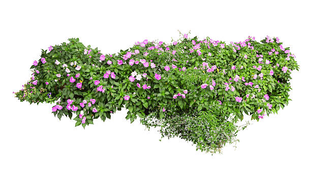 istock Tropical plant pink flower bush tree isolated on white background with clipping path. 2255630235