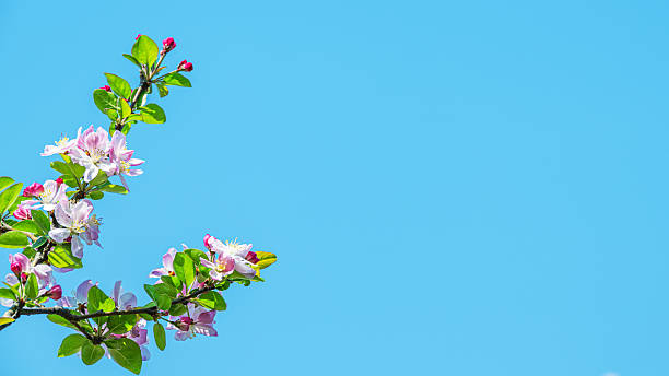 istock Crabapple blossoms with sunny blue sky copy space scene 2255631606
