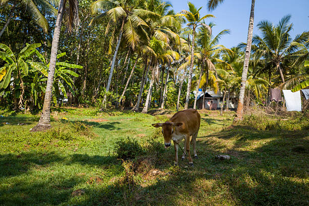 istock Brown cow in lush palm grove, Munroe Island 2255637714