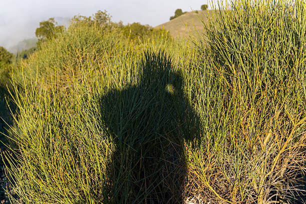 A distinct human shadow is cast onto dense green mountain shrubs in early morning light, with sunlit hills and soft mist in the background. The scene highlights natural textures and a quiet, minimal landscape in the highlands above Kalavryta, Greece.