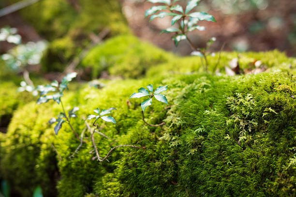 Japanese famous one hundred mountains