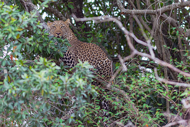 Taken in the Okavango Delta, Botswana