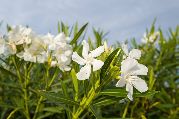 Close-up of vibrant white oleander blossoms surrounded by dense green leaves, bathed in natural sunlight with a soft blue sky in the background. The fresh petals and vivid greenery evoke a serene, summery mood.