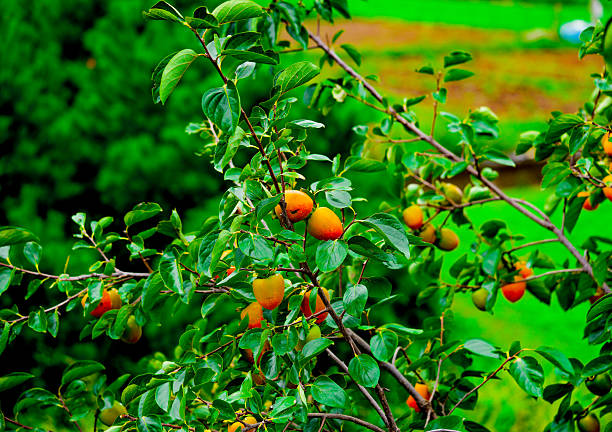 Persimmon tree with Ripe orange persimmons fruit in autumn garden in Korea. High quality photo