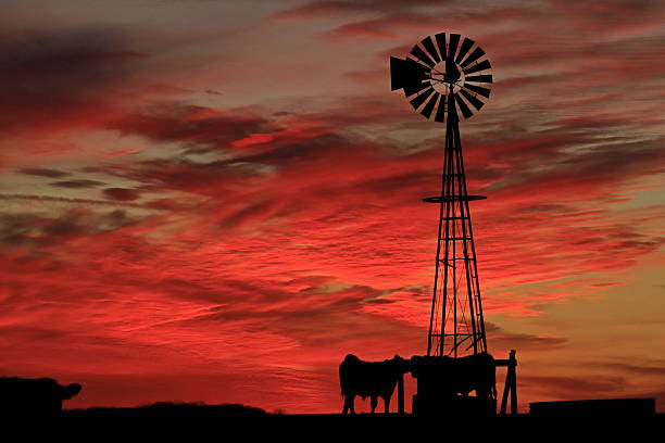 Kansas Red Sunset with a Windmill and Cowsthat's west of Nickerson Kansas USA.