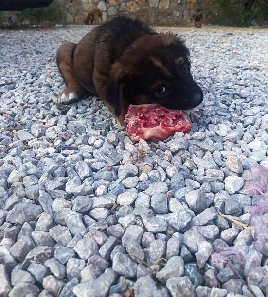 A puppy eating on street