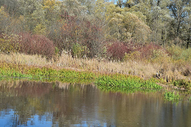 A pond with water grasses and trees as a habitat for aquatic animals and a beaver