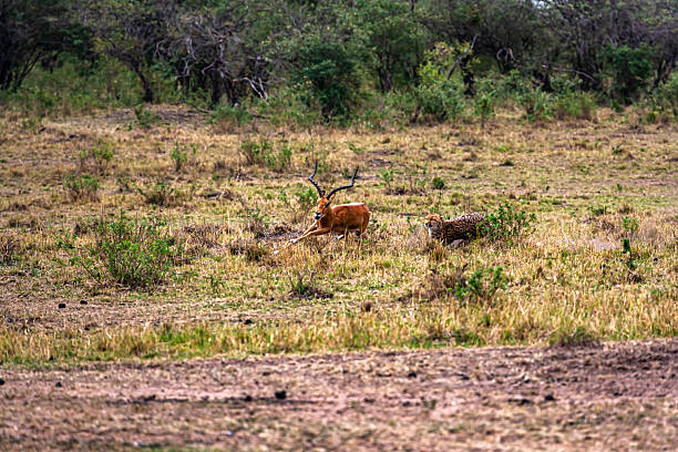 Cheetah and a cub walking in the wild of Masai Mara.
