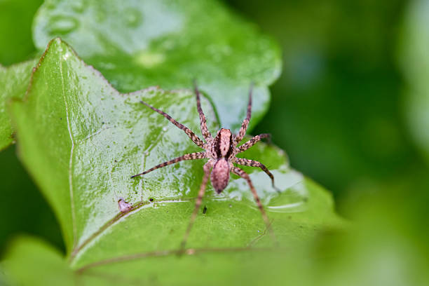 Close-up view of spider on wet leaf