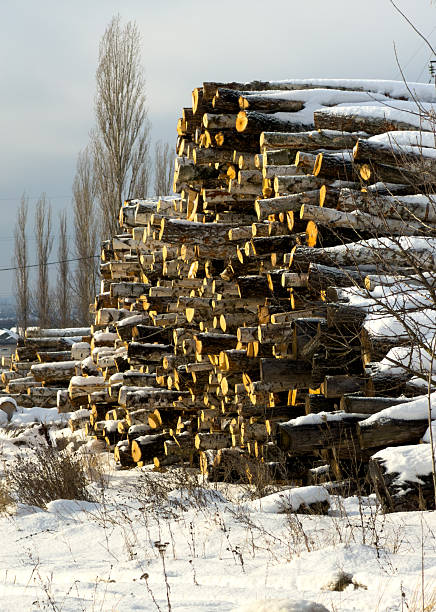 A pile of logs is stacked in a snowy field. The logs are brown and have a rough texture