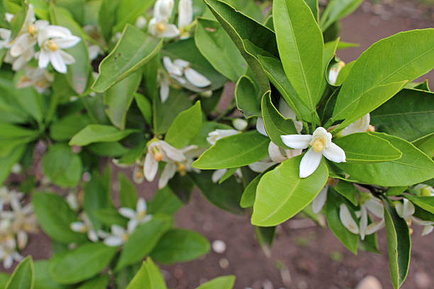Japanese mandarin orange flowers