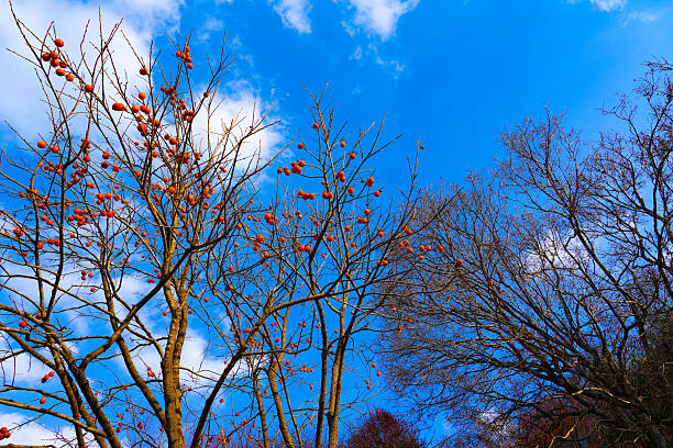 persimmon tree