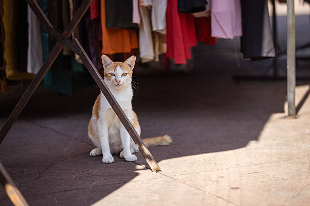 Female stray cat is resting on the street while sitting.