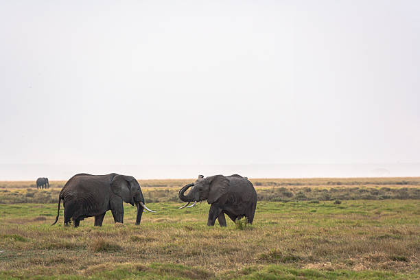 Olifant in amboseli nationaal park Kenia