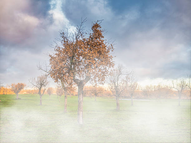 Oak grove shrouded in mist in autumn