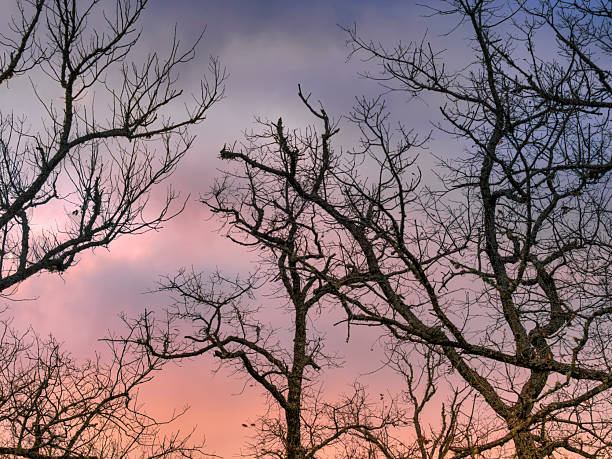 Silhouette of tree branches against a sky with colorful clouds at dawn