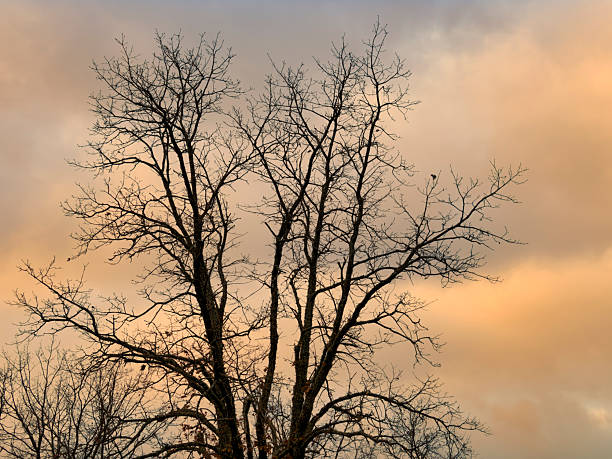 Silhouette of tree branches against a sky with colorful clouds at dawn