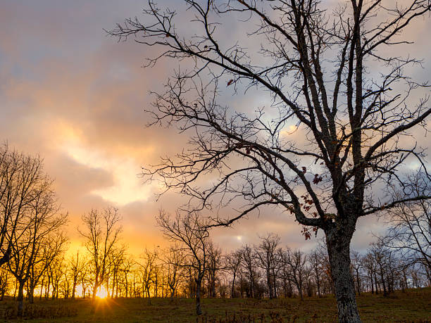 Sunrise in the oak grove in winter