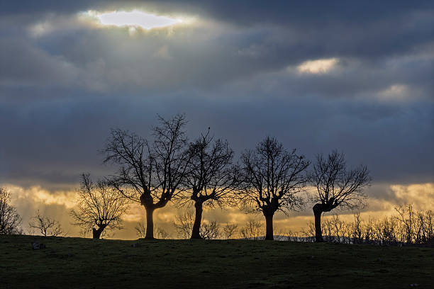 Silhouettes of trees at dawn under a spectacular sky