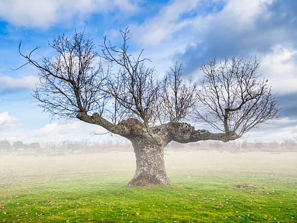 Lone oak tree in winter through the fog at dawn
