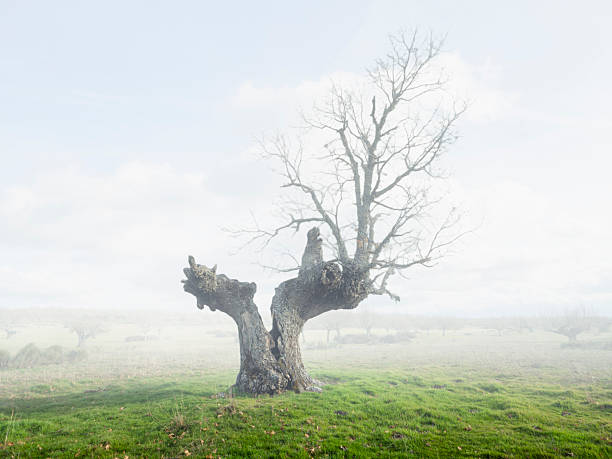 Lone oak tree in winter through the fog at dawn