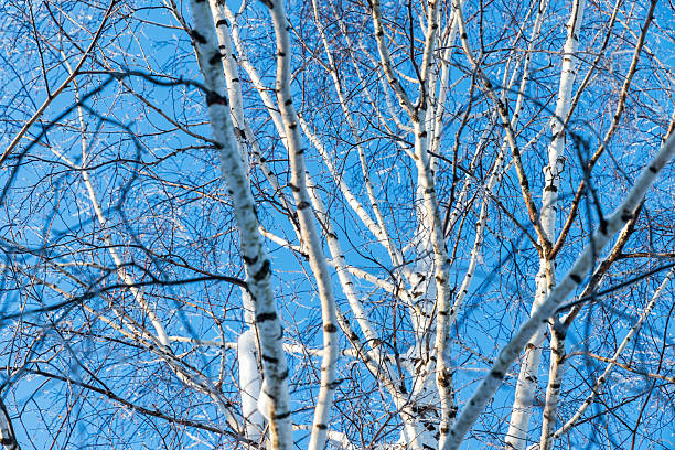 This vibrant image captures the stark beauty of birch trees in winter, with their white trunks and delicate branches dusted with glistening frost