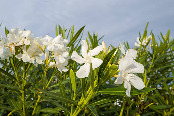 Bright white oleander blossoms stand out among slender green leaves, illuminated by natural sunlight under a clear sky in Stintino. The crisp petals and vibrant foliage create a fresh and inviting summer scene.
