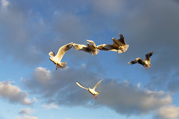 Seagulls are flying through the blue sky filled with clouds on a sunny day.