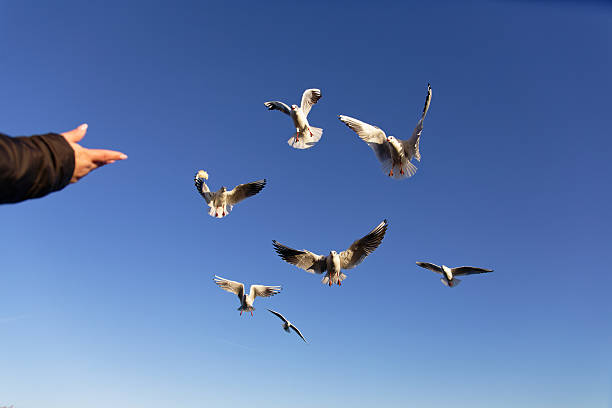 Birds fly and circle around a hand reaching out to feed them in the sky. Bright sunlight fills the scene.