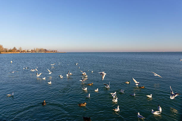 Seagulls fly and swim in the water while some ducks join them near the shore on a sunny day.