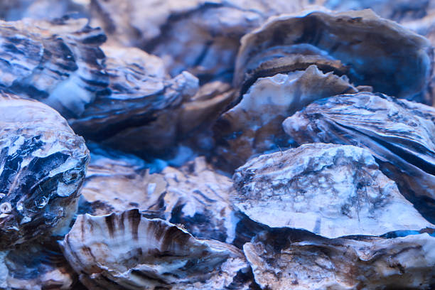 oysters shells stacked with rugged texture and coastal patina, muted blue tones, natural ridges and tactile surfaces, ambient soft