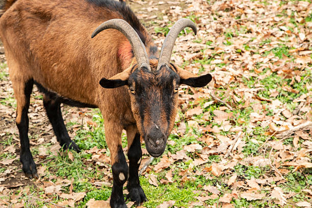 Close-up of a mountain goat with impressive large horns
