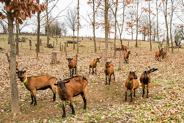 Herd of alpine goats grazing in woodland pasture during autumn winter season, rustic farming and sustainable agriculture concept