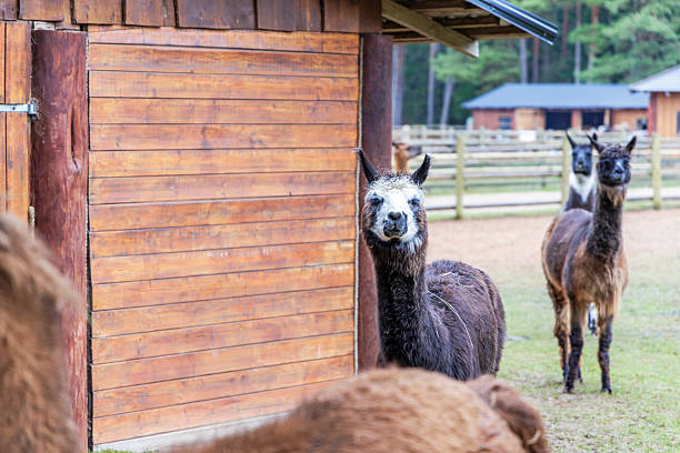 istock Curious Llama Looking Forward in Rural Farmyard 2255656983