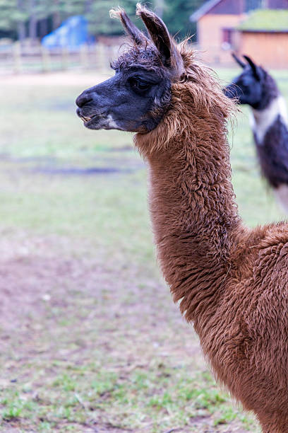 istock Portrait of a Brown Llama on a Farm 2255656985