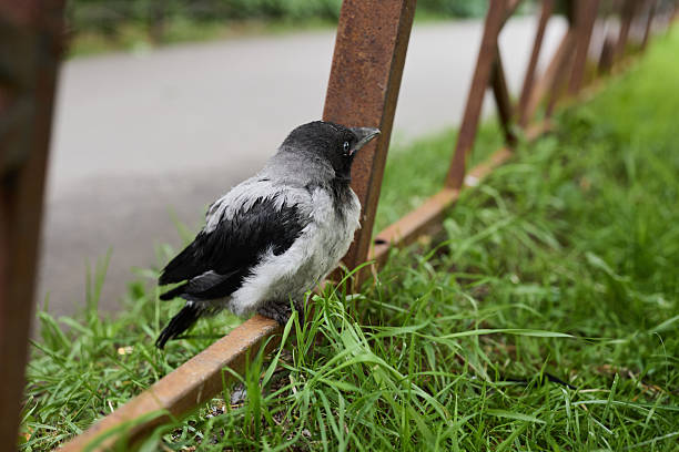 Bird observing surroundings, Crow surveys suburban street view, Crow gazes over quiet street scene with textured metal