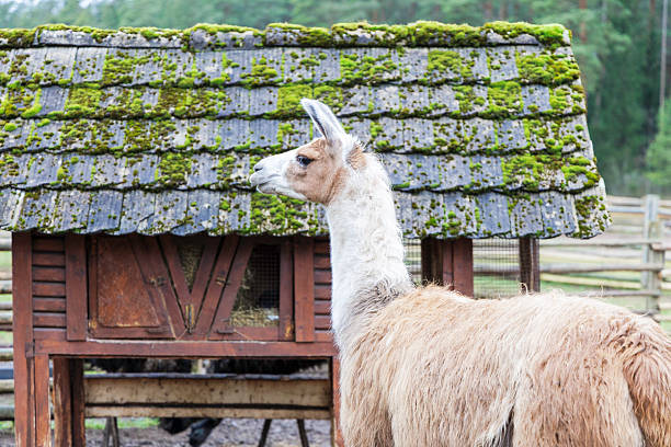 Close up profile view of a white llama standing in front of a rustic wooden shed with a vibrant green moss-covered shingle roof at an animal park.