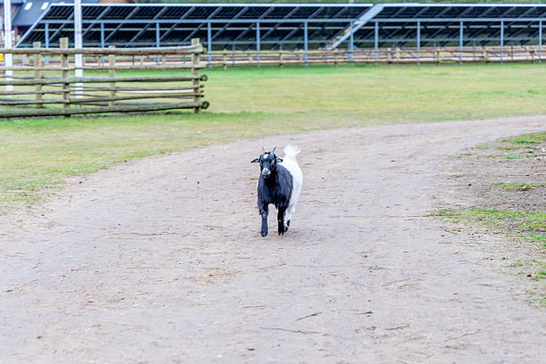 A small black and white goat runs along a dirt path in a large farm enclosure. Wooden fences and solar panels are visible in the background.