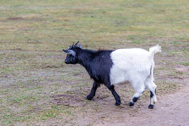 A black baby goat