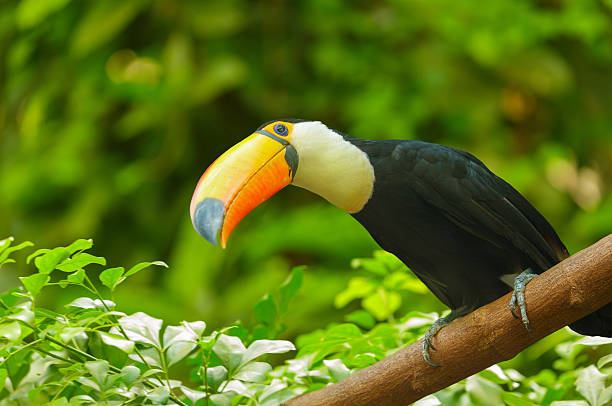 close up of toucan perching on branch on green background