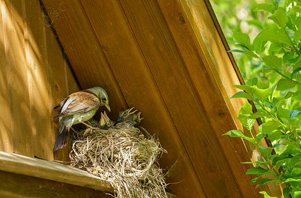 Songbird feeds its chicks in a nest. Songbird Thrush
