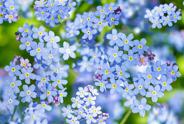 istock forget-me-not flowers in a forest as background, top view. Spring flowers 2255658361
