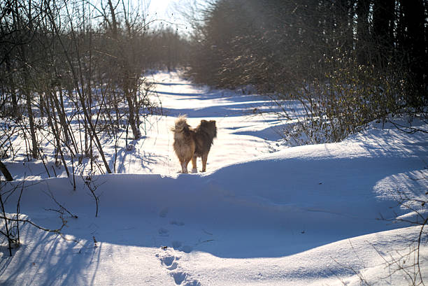 A dog walks alone on a snowy park in January