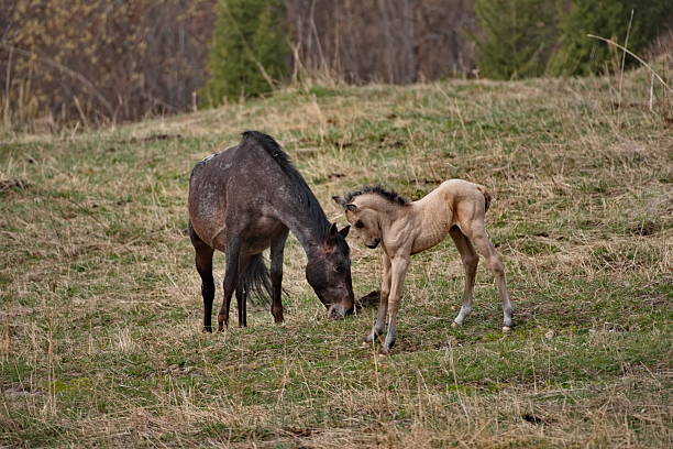 Russia. South of Western Siberia, Mountain Altai. A mare with her foal on the free pastures of the mountain valleys of the Ursul River.